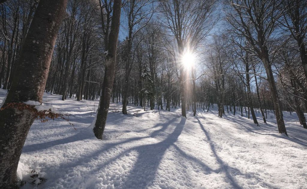snowy winter scene with sunlight coming through trees
